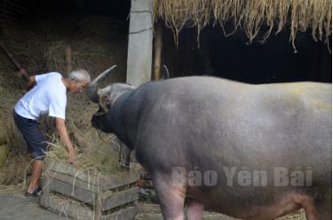 Nông dân Văn Chấn dự trữ rơm rạ làm thức ăn cho trâu, bò trong mùa đông.