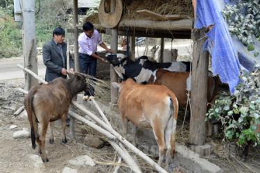 Nhiều hộ dân trên địa bàn huyện đã chủ động nuôi nhốt, dự trữ thức ăn cho gia súc trong mùa đông.