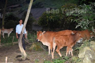 Con bê lai Zê - bu của gia đình ông Bàn Thanh Quảng là con bê đầu tiên ra đời bằng phương pháp thụ tinh nhân tạo ở xã Xuân Tầm.