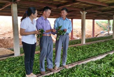 Lãnh đạo Hội Nông dân huyện Văn Chấn tham quan quy trình sản xuất chè tại Hợp tác xã Vạn Hoa.
