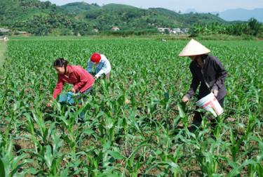 Nhân dân xã Lâm Giang chăm sóc ngô vụ đông trên đất hai vụ lúa.