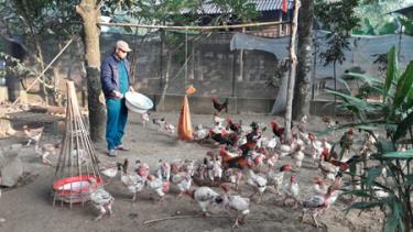 Mô hình chăn nuôi gà của anh Hoàng Văn Thắng ở Tông Co 2, phường Tân An, thị xã Nghĩa Lộ được đầu tư nhờ nguồn vốn Quỹ Hỗ trợ nông dân thị xã.