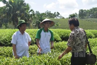 Giáo sư Nguyễn Lân Dũng - Chủ tịch Hội các ngành Sinh học Việt Nam (bên trái) thăm mô hình ứng dụng chế phẩm sinh học EMINA trên cây chè của hộ ông Nguyễn Quý Thu (giữa) ở thôn Làng Ngòi, xã Yên Bình, huyện Yên Bình. 
