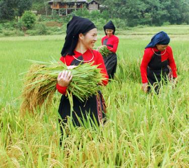 Nông dân xã Tân Hương thu hoạch lúa mùa. Ảnh MQ