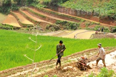 Nhờ chính sách hỗ trợ của Nhà nước, nhiều hộ dân ở huyện Mù Cang Chải đã mua được máy cày, máy bừa để sản xuất.