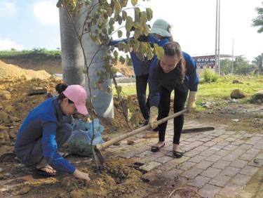 Đoàn thanh niên thị xã Nghĩa Lộ trồng hoa ban trên công trình 