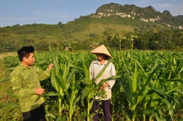 Nông dân thôn Bản Muổi, xã Lâm Thượng kiểm tra sâu bệnh trên cây ngô đông.