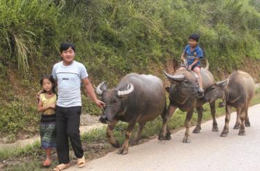 Gia đình Anh Giàng A Chú ở bản Nả Dề Thàng đầu tư chăn nuôi trâu, lợn nái đã thoát nghèo.