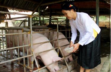 Từ mô hình kinh tế tổng hợp, bà Dương Thị Lan - thôn Bản Tại, xã Tân Lập (Lục Yên) đã vươn lên trở thành tỷ phú.