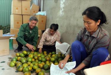 Các thành viên Hợp tác xã Sản xuất và Dịch vụ cam an toàn Văn Chấn dán nhãn chứng nhận cho sản phẩm.