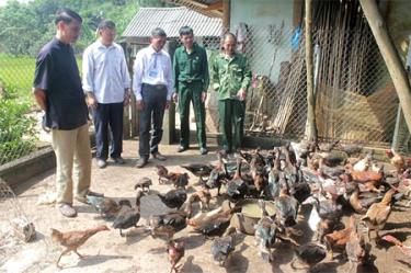 Lãnh đạo xã Cảm Ân thăm mô hình nuôi vịt bán công nghiệp mang lại hiệu quả kinh tế cao.