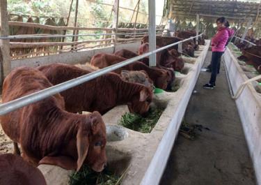 Mô hình chăn nuôi bò với quy mô trên 30 con của gia đình ông Phạm Xuân Tính, thôn Phố Nhoi, xã Yên Hưng.