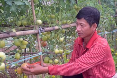 Ông Đinh Công Chuyển chăm sóc cây cà chua.