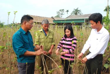 Cán bộ Phòng Nông nghiệp - Phát triển nông thôn huyện Trấn Yên hướng dẫn các hộ dân thôn 12, xã Báo Đáp cách đốn tỉa, chăm sóc cây dâu.