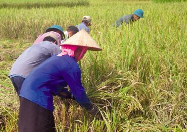 Tổng sản lượng lương thực có hạt là một trong những chỉ tiêu vượt cao của thị xã Nghĩa Lộ. (Trong ảnh: Nông dân xã Nghĩa Lợi thu hoạch lúa mùa).
