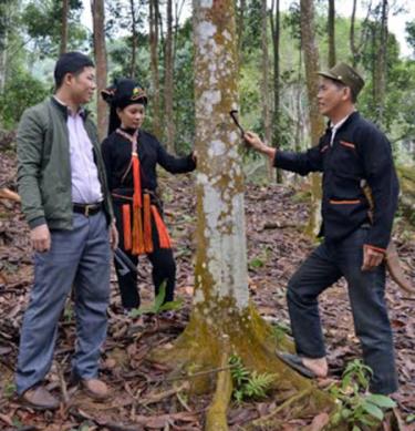 Lãnh đạo xã Mỏ Vàng trao đổi với người dân về lưu giữ nguồn gien quế giống.