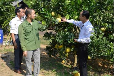 Lãnh đạo xã Châu Quế Hạ trao đổi với người dân về việc phát triển cây ăn quả.