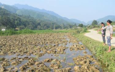 Ruộng của chị Nguyễn Thị Vẽ đang được ngâm nước để chuẩn bị cấy lúa đông xuân.