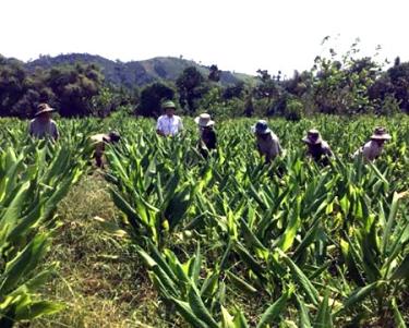 Cây nghệ hiện đang sinh trưởng phát triển tốt.