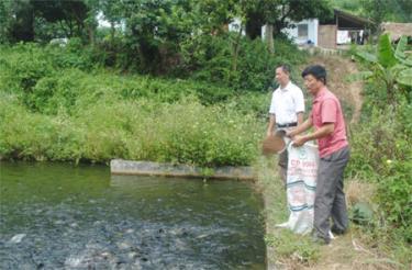 Một mô hình phát triển kinh tế tổng hợp mang lại hiệu quả kinh tế cao của hội viên cựu chiến binh huyện Văn Yên.