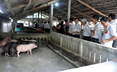 Lãnh đạo Mặt trận Tổ quốc tỉnh thăm mô hình chăn nuôi của nông dân xứ đạo xã Mông Sơn.