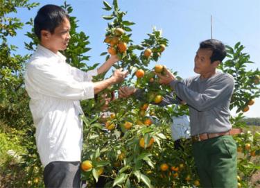 Nhiều hộ dân ở thôn Thiên Tuế, xã Thượng Bằng La đầu tư trồng cây ăn quả có múi cho hiệu quả kinh tế cao.
