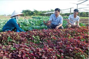 Trồng rau an toàn ở xã Văn Phú mang lại hiệu quả kinh tế cao.