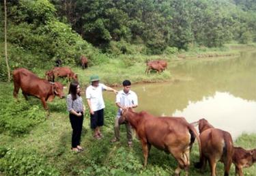 Chăn nuôi theo hướng hàng hóa đang phát triển mạnh trong nông dafabet dang nhap, nông thôn.