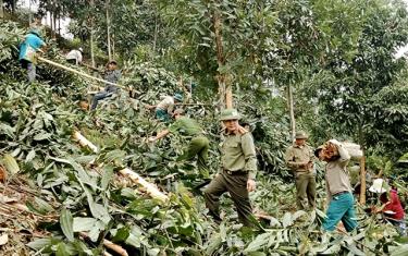 Hàng năm, Công an tỉnh cử các tổ công tác tăng cường về cơ sở nhằm đảm bảo an ninh trật tự, xây dựng Phong trào “Toàn dân bảo vệ an ninh Tổ quốc”.  (Trong ảnh: Lực lượng công an tăng cường về cơ sở giúp người dân xã An Lương, huyện Văn Chấn thu hoạch quế).