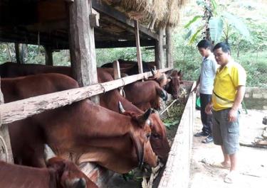 Chuồng bò lai sind của gia đình anh chị Hoàng Kinh Oánh và chị Nguyễn Thị Mây được nhiều người đến thăm quan, học tập.