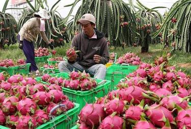 Thanh long là loại trái cây xuất khẩu chủ lực nhưng kim ngạch xuất khẩu giảm sút từ đầu năm đến nay.