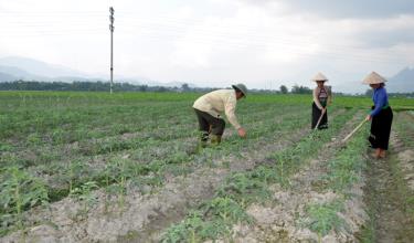 Nông dân xã Nghĩa Lợi chăm sóc vụ đông.