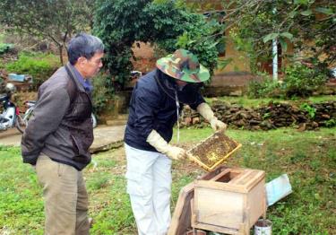 Mô hình nuôi ong lấy mật của hội viên cựu chiến binh xã Minh Bảo.