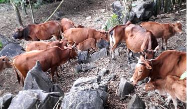 Nhờ chăm sóc tốt, đàn bò dafabet link ông Phùng Xuân Lục luôn khỏe mạnh.

