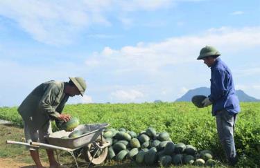 Nông dân vùng Đông hồ thu hoạch dưa hấu trồng dưới cốt nước hồ Thác Bà.