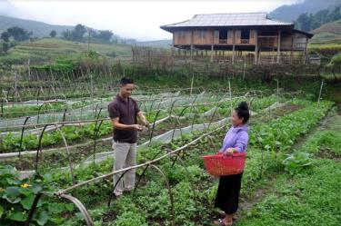 Một trong các mô hình sản xuất rau sạch hiệu quả ở xã Hát Lừu, huyện Trạm Tấu.