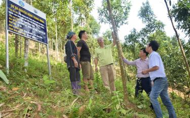 Lãnh đạo Viện Nghiên cứu Lâm sinh, Trung tâm Khuyến nông tỉnh kiểm tra thực tế mô hình thâm canh quế tại thôn 2 Túc, xã Phúc Lợi, huyện Lục Yên.