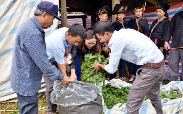 Cán bộ Trung tâm Dịch vụ Hỗ trợ phát triển nông nghiệp huyện Văn Yên hướng dẫn người dân xã Viễn Sơn ủ thức ăn xanh cho trâu, bò.