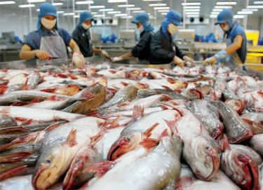 Trung Quốc đang đề nghị kiểm tra trực tuyến bảo đảm an toàn thực phẩm và các biện pháp phòng chống COVID-19 của một số doanh nghiệp chế biến thủy sản xuất khẩu.