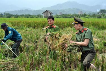 Đoàn viên thanh niên Công an huyện Trấn Yên giúp dân gặt lúa tại xã Hồng Ca.