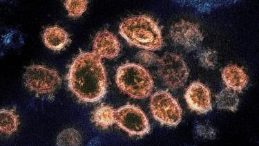 Nhiều khả năng vaccine vẫn hiệu quả với biến thể virus SARS-COV-2 mới.