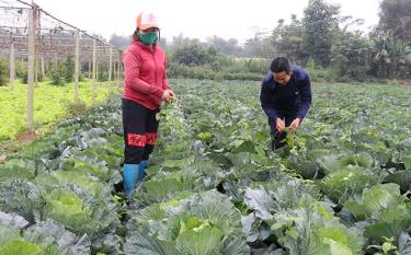 Một mô hình tham gia Tổ Hội nông dân nghề nghiệp Sản xuất rau an toàn xã Tuy Lộc, thành phố Yên Bái cho hiệu quả kinh tế cao.