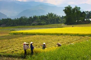 Cánh đồng Mường Lò năng suất, chất lượng cao của tỉnh Yên Bái.