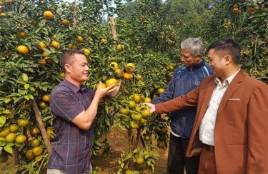 Với mô hình trồng cây ăn quả, gia đình anh Nguyễn Văn Học, xã Hưng Thịnh đã trở nên khá giả với thu nhập vài trăm triệu đồng mỗi năm.
