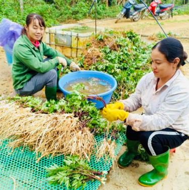 Nông dân huyện Văn Chấn thu hoạch sâm đương quy.