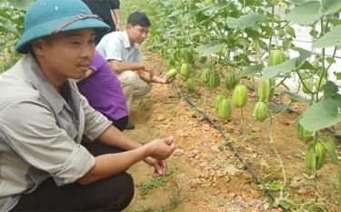 Mô hình trồng dưa trong nhà lưới ở xã Đào Thịnh (Trấn Yên).