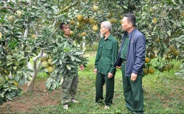 Cựu chiến binh Nguyễn Văn Nghị ở thôn Hạnh Phúc, xã Y Can, huyện Trấn Yên (đứng giữa) trao đổi kinh nghiệm trồng cây ăn quả với các cựu chiến binh trong xã.