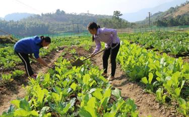 Gia đình chị Vàng Thị Chia, thôn Ba Cầu, xã Suối Bu chăm sóc rau màu vụ đông.