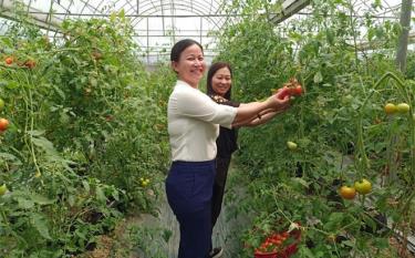 Cán bộ Hội Nông dân huyện Lục Yên thăm mô hình trồng rau an toàn ở thị trấn Yên Thế.