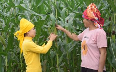 Trưởng thôn Hà Thị Đức (bên trái) trao đổi kinh nghiệm trồng ngô đông với người dân thôn Nậm Tọ.